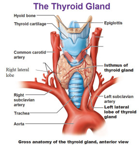 Your Thyroid and Weight Loss